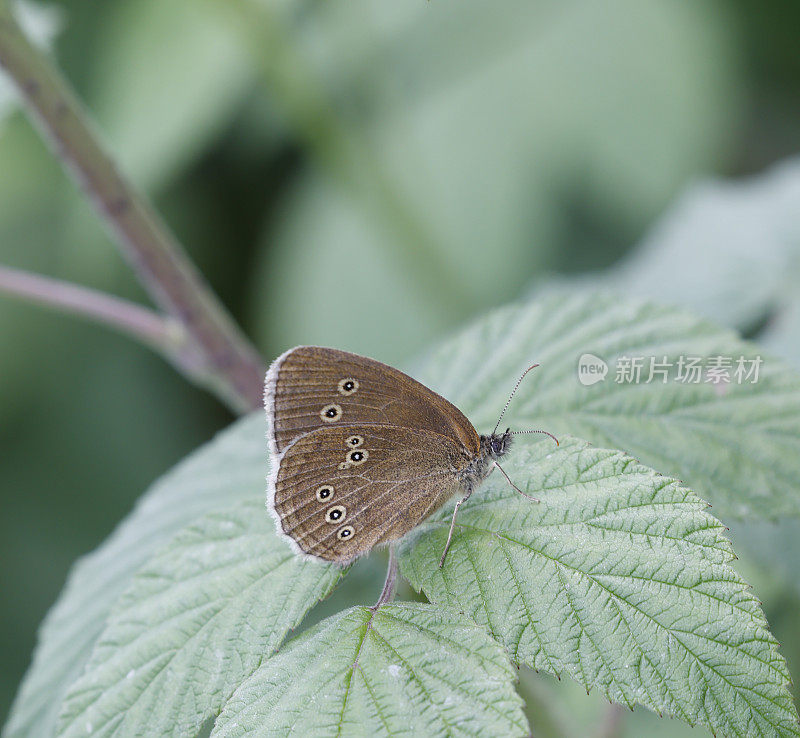 小圆蝶(Aphantopus hyperantus)